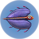 Bladderfish